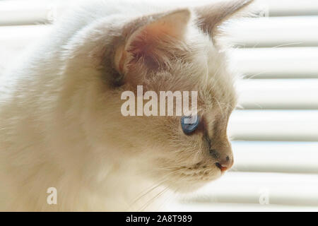 Perfil eines weißen Heilige Birma Katze mit blauen Augen Stockfoto