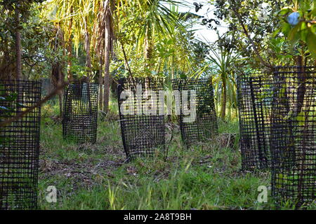 Baum Sämlinge von Kunststoff Schwarz mesh unter Kohl Bäume geschützt. Stockfoto