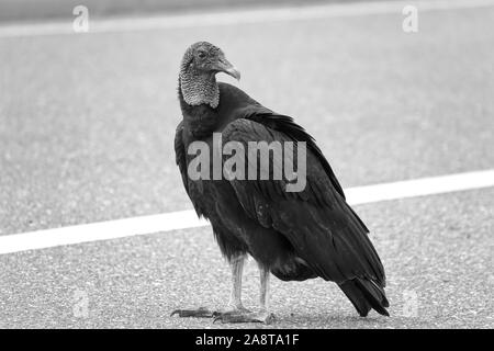 Amerikanischer Schwarzgeier (Coragyps atratus) in Florida, USA Stockfoto