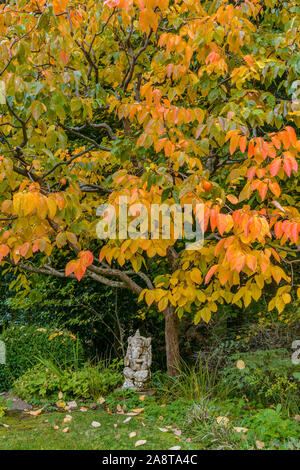 Ganesh, Japanisch Kaki Kaki, Diospyros kaki, Farn Schlucht, Mill Valley, Kalifornien Stockfoto