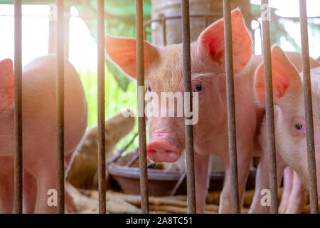 Süße Schweinchen auf dem Bauernhof. Traurig und gesundes kleines Schwein. Viehhaltung. Fleischindustrie. Tier Fleischmarkt. Afrikanischer Schweinepest und Schweinegrippe Konzept. Schweine Stockfoto