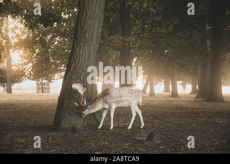 Ein einsamer Red deer Hirsch im Wald von Bushy Park, London, England, gibt es eine schöne Leuchten im Hintergrund von Sunrise. Auf Stockfoto
