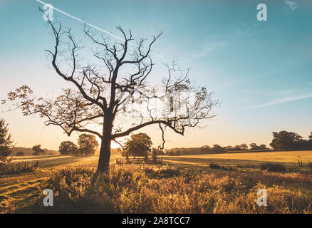Ein Sonnenaufgang woodland Szene am Bushy Park, London England Stockfoto