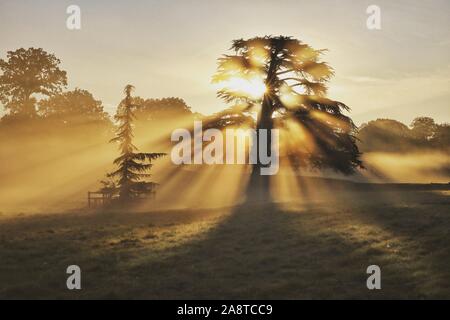 Ein Sonnenaufgang woodland Szene am Bushy Park, London England Stockfoto