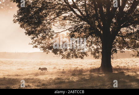 Ein Sonnenaufgang woodland Szene am Bushy Park, London England Stockfoto