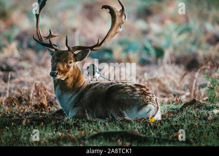 Ein einsamer Red deer Hirsch im Wald von Bushy Park, London, England, einer kalten und nebligen Herbst morgen während der Brunftzeit genommen Stockfoto