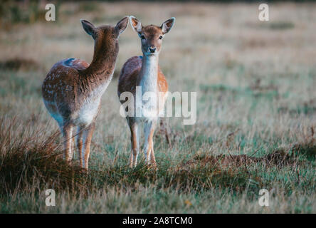 Zwei Hirsche im Wald von Bushy Park, London, England. An einem kalten und nebligen Herbst morgens genommen Stockfoto