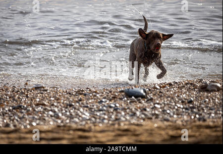 Ein Hund spielen in den Wellen an einem Kieselstrand Stockfoto