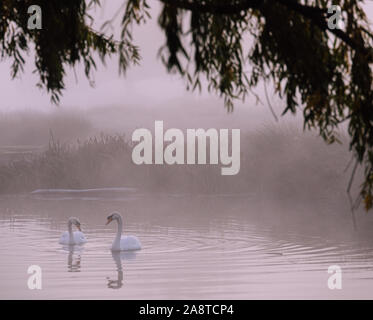 Zwei Schwäne auf einem See in Bushy Park, London, England, mit Wasser Reflexionen. Einen kalten und nebligen Herbst morgens genommen Stockfoto