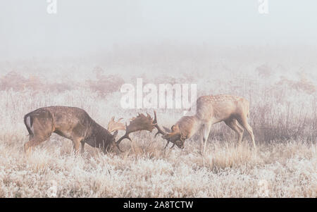 Zwei kämpfende Hirsche Hirsche mit Geweihen, die in den Wäldern von Bushy Park, London, England, einer kalten und nebligen Herbst morgen während der Brunftzeit genommen Stockfoto