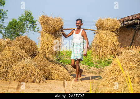 SIJHORA - Indien, NOVEMBER -10,2019: Landwirt trägt Reis Bundles im Feld in Madhya Pradesh. Stockfoto