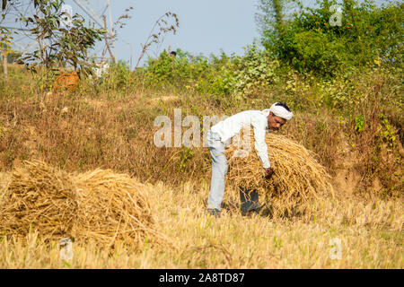 SIJHORA - Indien, NOVEMBER -10,2019: Landwirt trägt Reis Bundles im Feld in Madhya Pradesh. Stockfoto