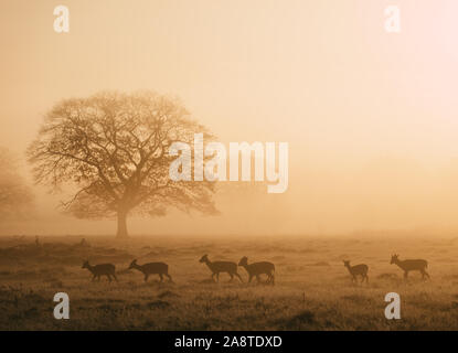Silhouette einer Red Deer stag Herde im Waldland von Bushy Park, London, England, gibt es eine schöne Leuchten im Hintergrund von Sunrise. Auf Stockfoto