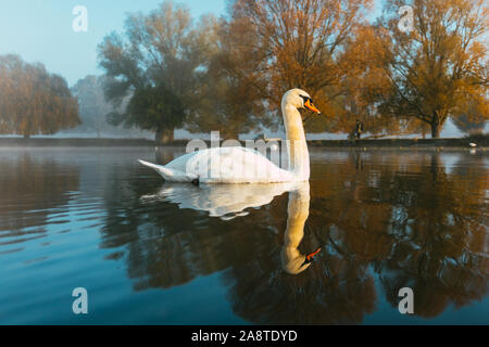 Ein Schwan auf einem See im Wald von Bushy Park, London, England, mit Wasser Reflexionen. Einen kalten und nebligen Herbst morgens genommen Stockfoto