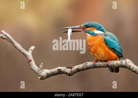 Gemeinsame Eisvogel, alcedo atthis, Holding der kleine Fisch im Schnabel Stockfoto