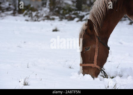 Tierras Altas, Spanien. 10 Nov, 2019. Ein Pferd in einem schneefall am Oncala Berg (1.454 m) in der Nähe des kleinen Dorfes von LedradoA Schneefall, von starkem Wind begleitet ist, schlug einige Dörfer von Tierras Altas Region, Provinz Soria. Gelb und Orange Snow Warnmeldungen wurden in mehreren Provinzen Nord Spanien gesetzt. Credit: SOPA Images Limited/Alamy leben Nachrichten Stockfoto