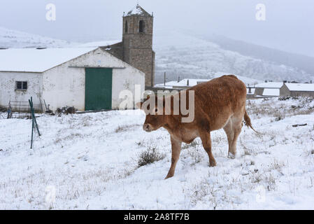 Tierras Altas, Spanien. 10 Nov, 2019. Eine Kuh während einem Schneefall am Oncala Berg (1.454 m) in der Nähe des kleinen Dorfes von Vizmanos. ein Schneefall, von starkem Wind begleitet ist, schlug einige Dörfer von Tierras Altas Region, Provinz Soria. Gelb und Orange Snow Warnmeldungen wurden in mehreren Provinzen Nord Spanien gesetzt. Credit: SOPA Images Limited/Alamy leben Nachrichten Stockfoto