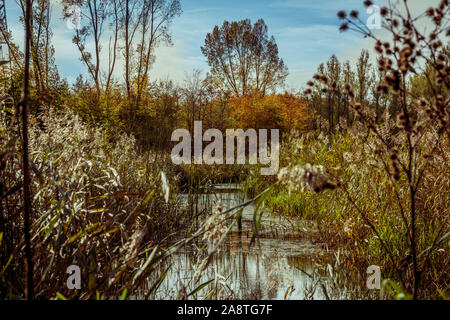 Gelb und Orange Reed stammt in der frühen Morgensonne auf der Bank eines Nebenflusses in den niederländischen Nationalpark Biesbosch an einem sonnigen scharfe Herbst m Stockfoto