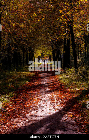 Dordrecht, Niederlande - 26. Oktober 2019: Paar im Herbst Park, Ansicht von vorne. Erwachsene zu Fuß in Richtung auf die Straße im Herbst Wald in ländlichen Biesbosch in Do Stockfoto