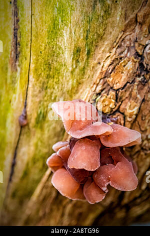 Ein Cluster von Pilze wachsen auf einem toten Baumstumpf. Stockfoto