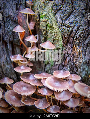 Ein Cluster von Pilze wachsen auf einem Baumstumpf. Stockfoto
