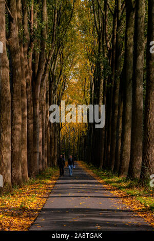 Dordrecht, Niederlande - 26. Oktober 2019: Paar im Herbst Park. Erwachsene zu Fuß in Richtung auf die Straße im Herbst Wald. Schönen Herbst Natur in Biesbosch Stockfoto