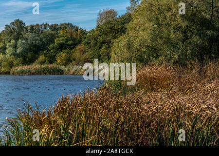 Gelb und Orange Reed stammt in der frühen Morgensonne auf der Bank eines Nebenflusses in den niederländischen Nationalpark Biesbosch an einem sonnigen scharfe Herbst m Stockfoto