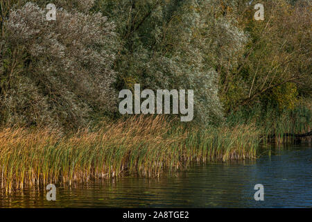 Gelb, Orange und Grün Reed stammt in der frühen Morgensonne auf der Bank eines Nebenflusses in den niederländischen Nationalpark Biesbosch an einem sonnigen knackig ein Stockfoto