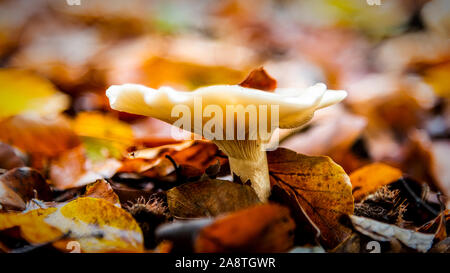 Trichter Pilze Wurf den Waldboden auf der Höhe der herbstlichen Jahreszeit. Stockfoto