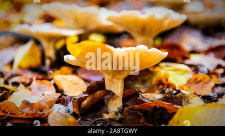 Trichter Pilze Wurf den Waldboden auf der Höhe der herbstlichen Jahreszeit. Stockfoto