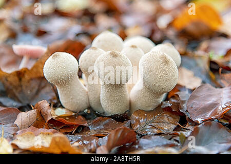 Eine Gruppe aus weißen puffball Pilze auf dem Waldboden im Herbst Stockfoto