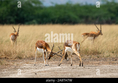 Antilope Blackbucks kämpfen mit Hörnern, die Dominanz in offenen Rasenfläche und grünen Hintergrund malerische Landschaft und Skyline bei Tal Chhapar Indien Stockfoto