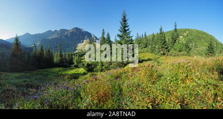 "Wilde Blume" im grünen Wald Berg, Tatra, Slowakei Stockfoto