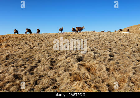 Herde von Gämsen im Gebirge Tatra Stockfoto