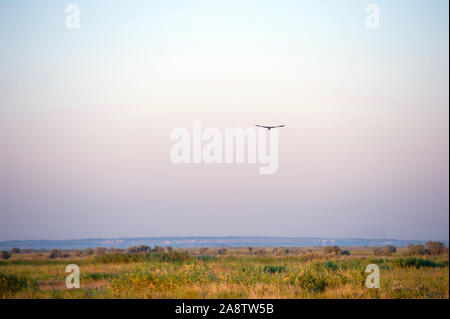 Steppe eagle Flying über die Steppe Stockfoto