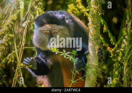 Nahaufnahme eines wilden Golden Monkey (Lateinisch-Cercopithecus kandti), eine vom Aussterben bedrohte Arten leben in seinem natürlichen Lebensraum, einem Bambuswald in Ruanda. Stockfoto