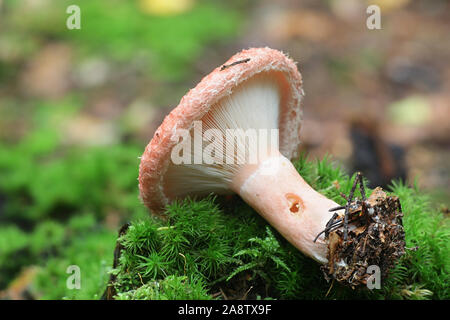 Lactarius torminosus, bekannt als das wollige milkcap oder die bärtigen milkcap, eine essbare wild mushroom aus Finnland Stockfoto