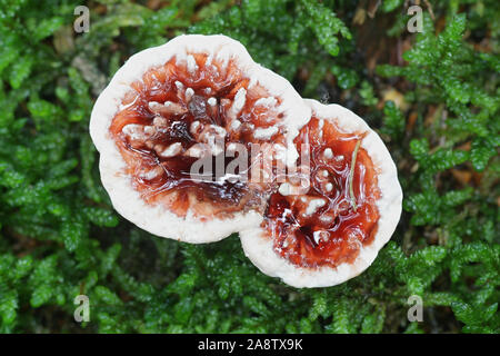 Hydnellum peckii, wie Erdbeeren mit Sahne bekannt, die Blutungen und das Bluten Hydnellum Zahn Pilze, Wild Mushroom aus Finnland Stockfoto