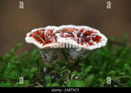 Hydnellum peckii, wie Erdbeeren mit Sahne bekannt, die Blutungen und das Bluten Hydnellum Zahn Pilze, Wild Mushroom aus Finnland Stockfoto