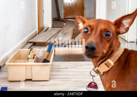 Zimmer - Lobby - mit unfertigen Laminat Installation - Hund blurry rastet in das Bild. Stockfoto