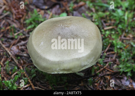 Tricholoma saponaceum, bekannt als die Seife duftenden Fliegenpilz, seifigen Ritter oder Seife tricholoma Stockfoto