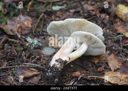 Tricholoma saponaceum, bekannt als die Seife duftenden Fliegenpilz, seifigen Ritter oder Seife tricholoma Stockfoto