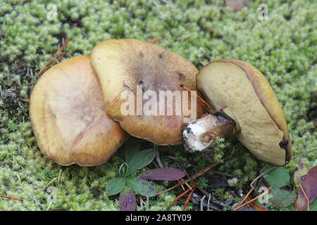 Suillus luteus, wie rutschig Jack oder Sticky bun bekannt, eine essbare bolete aus Finnland Stockfoto