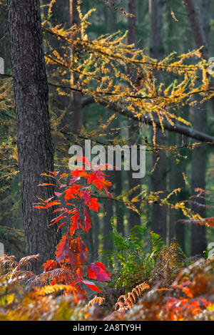 Northern Red Oak/champion Eiche (Quercus rubra/Quercus borealis) sapling Rot Herbstfarben im Mischwald mit adlerfarn im Herbst Stockfoto
