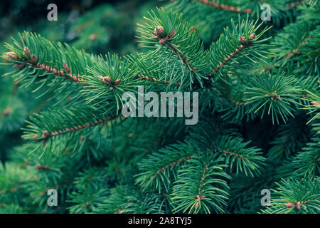 Grüne Tanne. Evergreen, tanne Nadelholz Hintergrund. Fichte Zweig. Rahmen von Tannennadeln. Pine-tree. Weihnachten mockup mit Tannenzweigen. Stockfoto