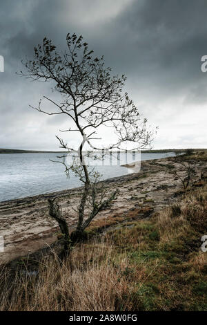 Einen verkümmerten Baum an einem Windgepeitschten Colliford See am Bodmin Moor in Cornwall wachsen. Stockfoto