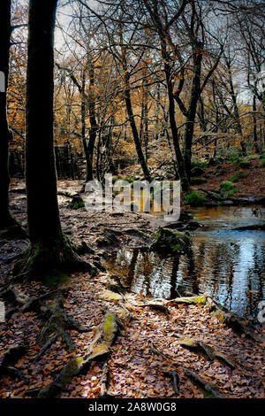 Die River Fowey fließt durch ein herbstliches alten Wald in Cornwall Draynes. Stockfoto