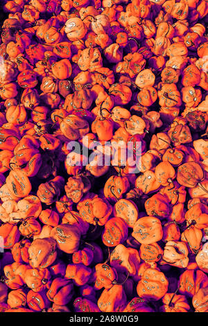 Guyanese Peperoni, auch genannt Wiri wiri Paprika, zu verkaufen an einem Stand auf der Liberty Avenue in South Richmond Hill, Queens, New York City. Stockfoto