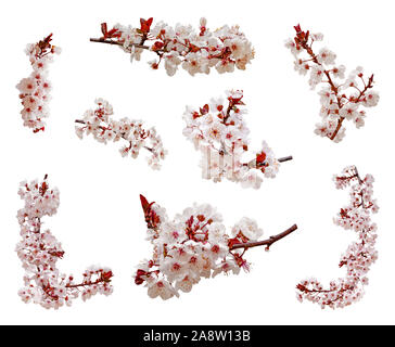 Kirschblüten Blumen blühen Zweig isoliert weißer Hintergrund. Ausschnitt Ausschnitt Ausschnitt japanische Sakura Blumen Blüten. Feder romantische Set pack Stockfoto