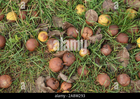 Äpfel, die von einem Baum auf den Boden fiel Stockfoto